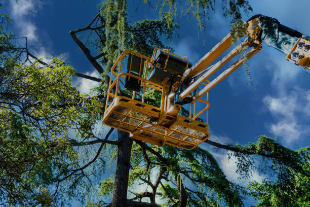 Highlands, TX  Tree Services Company